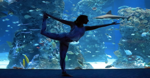 A silhouette of a dancer striking a pose in front of an aquarium filled with colorful fish and a shark.