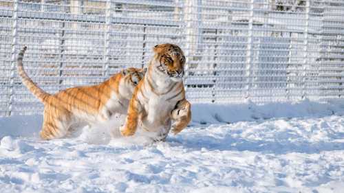 Two tigers playfully run through a snowy landscape, with a fence in the background.