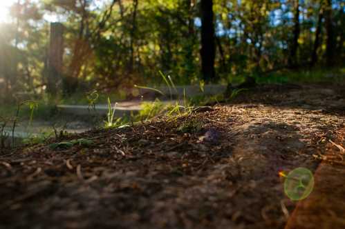 A sunlit forest path with greenery and soft sunlight filtering through the trees, creating a serene atmosphere.