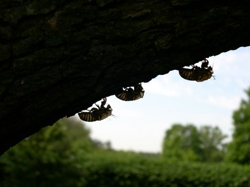 Four cicadas cling to the underside of a tree branch, silhouetted against a bright sky and green foliage.
