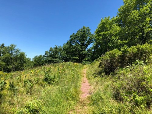 A narrow dirt path winds through lush green grass and trees under a clear blue sky.