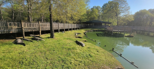 A serene pond surrounded by greenery, with alligators resting on the bank and a wooden walkway in the background.