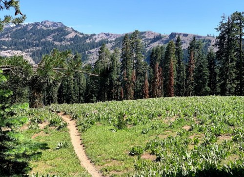 A scenic view of a green meadow with a winding path, surrounded by tall trees and mountains under a clear blue sky.