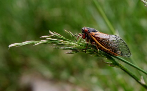 A close-up of a cicada perched on a blade of grass, with a blurred green background.