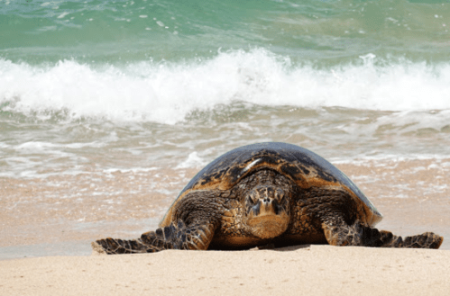 A sea turtle resting on a sandy beach with gentle waves in the background.