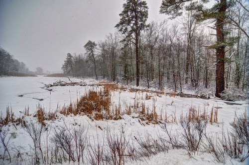 A snowy landscape featuring a frozen lake, surrounded by trees and tall grasses, under a gray, overcast sky.