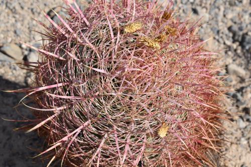 A round cactus with long, pinkish spines, sitting on rocky ground in a desert environment.