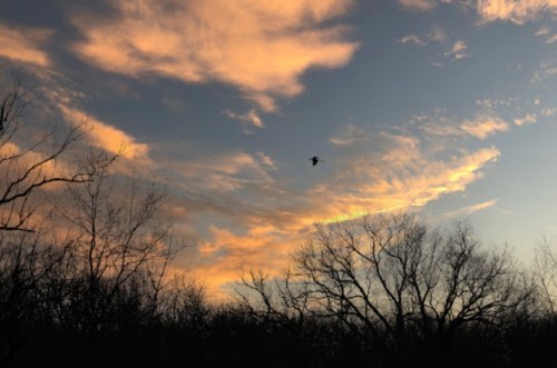 A silhouette of bare trees against a colorful sunset sky with wispy clouds and a bird flying.