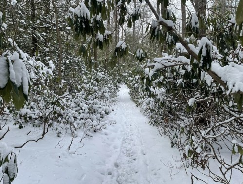 A snowy path winding through trees and shrubs, creating a serene winter landscape.