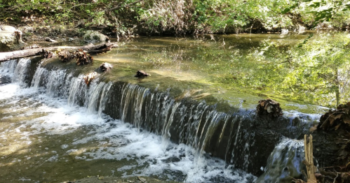 A serene stream with a small waterfall, surrounded by lush greenery and fallen branches.