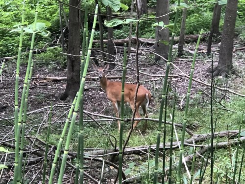 A deer stands among trees and greenery in a forest, partially obscured by tall plants.
