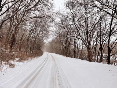 A snowy road lined with bare trees, creating a serene winter landscape.