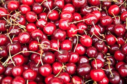 A close-up of a pile of fresh, ripe red cherries with green stems.