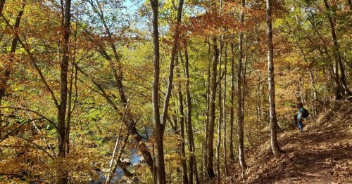 A person walks along a wooded trail with vibrant autumn foliage and a river visible in the background.