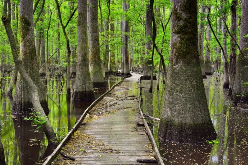A wooden walkway through a lush, green swamp with tall trees and water reflecting the vibrant foliage.