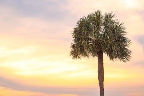 A tall palm tree silhouetted against a colorful sunset sky with soft clouds.