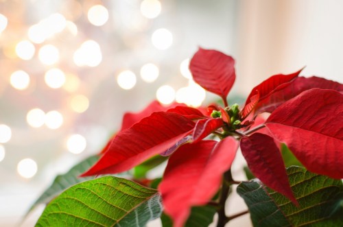 Close-up of a red poinsettia plant with blurred festive lights in the background.