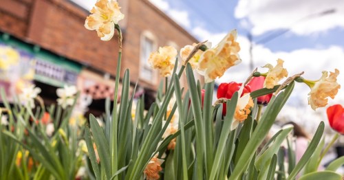 Colorful flowers, including daffodils and tulips, bloom in a vibrant outdoor setting with a blurred background.