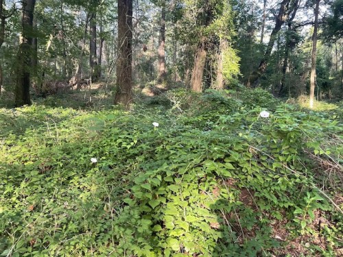 A lush forest scene with green foliage and a few white flowers peeking through the undergrowth.