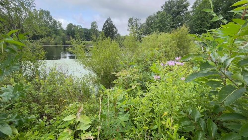Lush greenery and wildflowers surround a calm lake under a cloudy sky, creating a serene natural landscape.