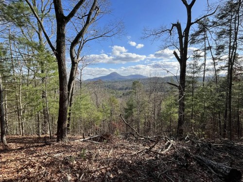 A scenic view of mountains in the distance, framed by trees and a clear blue sky, with fallen leaves on the ground.