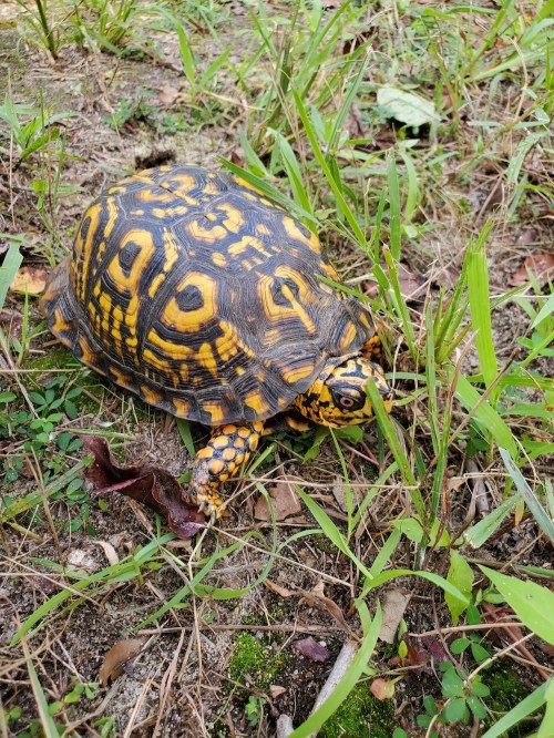 A colorful turtle with a patterned shell crawls through green grass and soil.