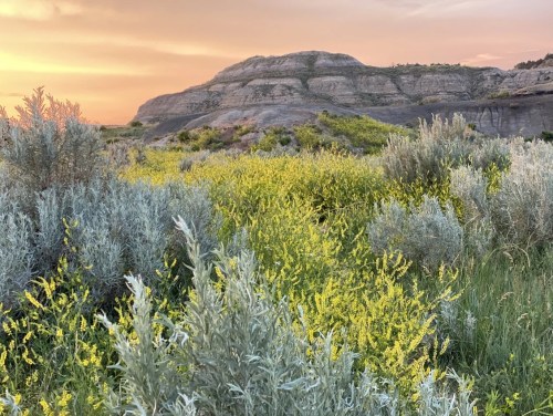 A vibrant landscape featuring yellow wildflowers and sagebrush against a backdrop of a rocky hill at sunset.