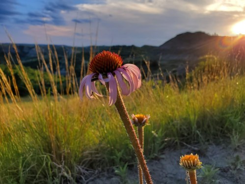A close-up of a pink flower with a sunset and grassy hills in the background, creating a serene natural scene.