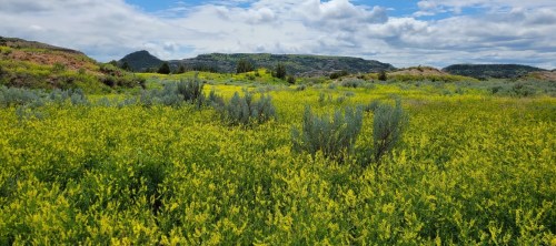 A vibrant field of yellow wildflowers and green shrubs under a cloudy blue sky, with rolling hills in the background.
