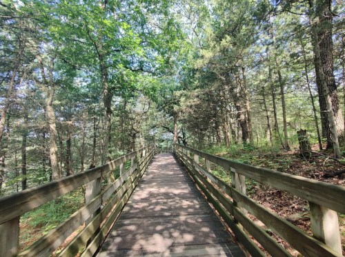 A wooden boardwalk winding through a lush, green forest with tall trees and dappled sunlight.