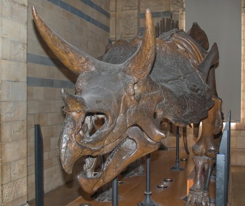 A large dinosaur skeleton, resembling a triceratops, displayed in a museum with prominent horns and detailed features.