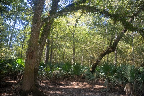 Lush forest scene with tall trees and green underbrush, featuring fan-shaped palm leaves in a sunlit clearing.