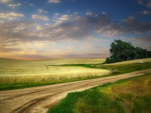 A serene landscape featuring a dirt road winding through golden fields under a colorful sky with scattered clouds.