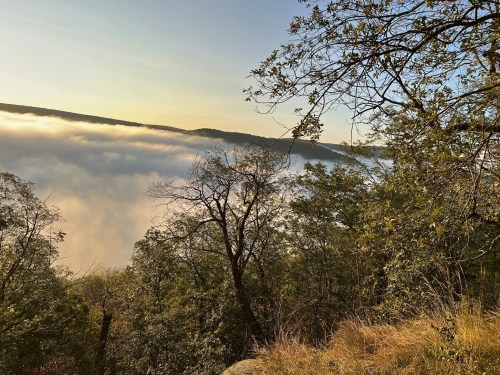 A serene landscape with trees overlooking a fog-covered valley at sunrise, creating a tranquil atmosphere.