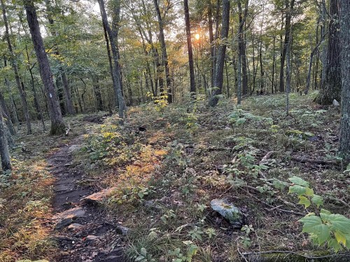 A sun setting through trees in a forest, illuminating a winding dirt path surrounded by greenery and rocks.
