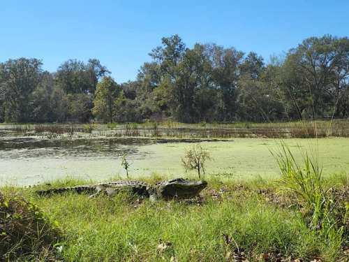 A crocodile rests on the shore of a pond surrounded by lush greenery and trees under a clear blue sky.