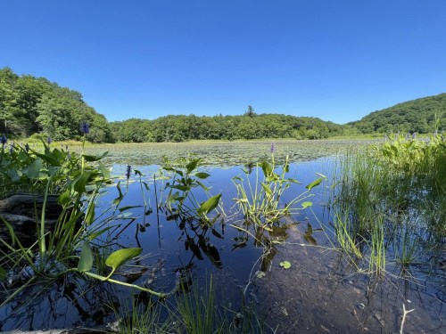 A serene lake surrounded by lush greenery and lily pads under a clear blue sky.