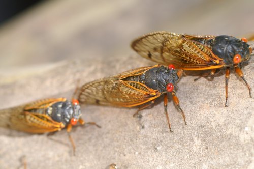 Three cicadas with orange wings and black bodies resting on a textured surface.