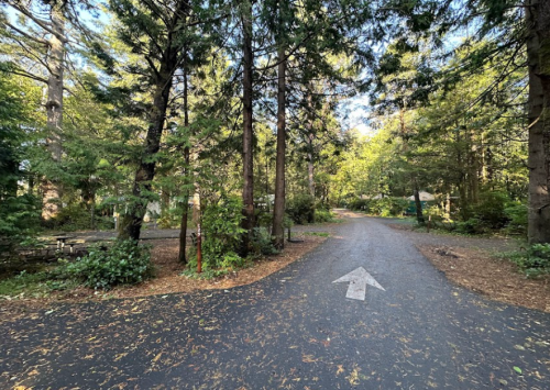 A peaceful forest path lined with trees, leading into a sunlit area with scattered leaves on the ground.