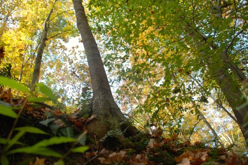 A forest scene with tall trees, vibrant autumn leaves, and ferns on the ground, capturing the beauty of nature.