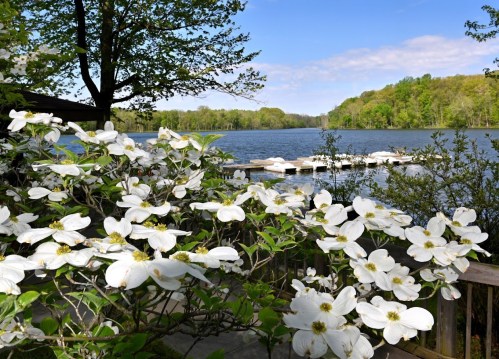 A serene lakeside view with blooming white flowers in the foreground and a dock on the water under a blue sky.