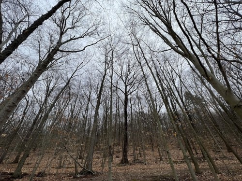 A view of tall, bare trees reaching towards a cloudy sky in a forest during late autumn or winter.