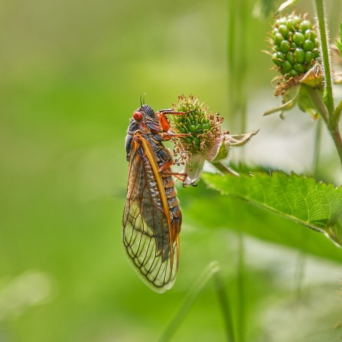 A close-up of a cicada perched on a green plant, with blurred greenery in the background.