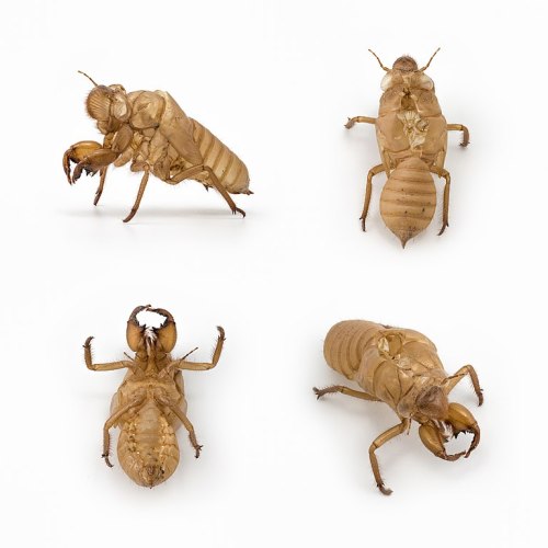 Four views of a tan insect, possibly a cicada, showcasing its body structure and features against a white background.