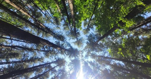 Looking up at tall trees with sunlight filtering through the leaves, creating a vibrant green canopy.