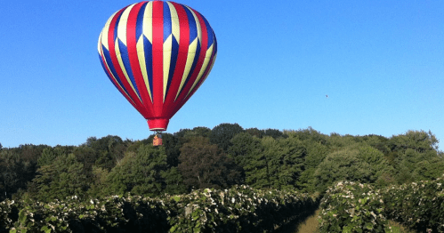 A colorful hot air balloon floats above a lush vineyard under a clear blue sky.