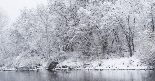 A serene winter scene with snow-covered trees lining a calm river. Soft snowfall creates a peaceful atmosphere.