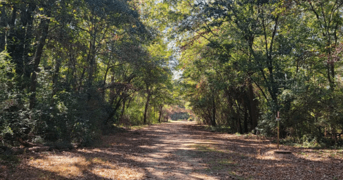 A sunlit path through a wooded area, surrounded by trees and fallen leaves, creating a serene outdoor scene.