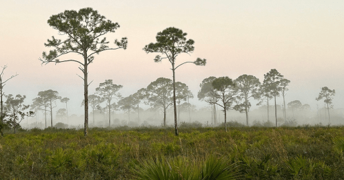 A misty landscape with tall pine trees and lush greenery under a soft pastel sky.