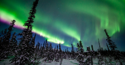 A vibrant display of the northern lights illuminates a snowy forest under a starry sky.